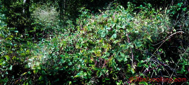 Blackberry bush