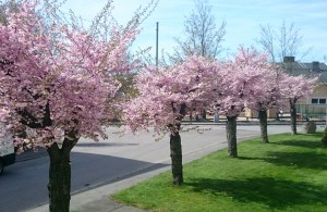Cherry trees