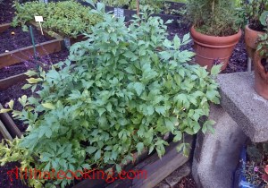 lovage plant