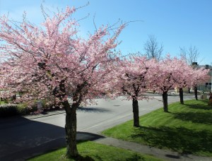 Cherry trees